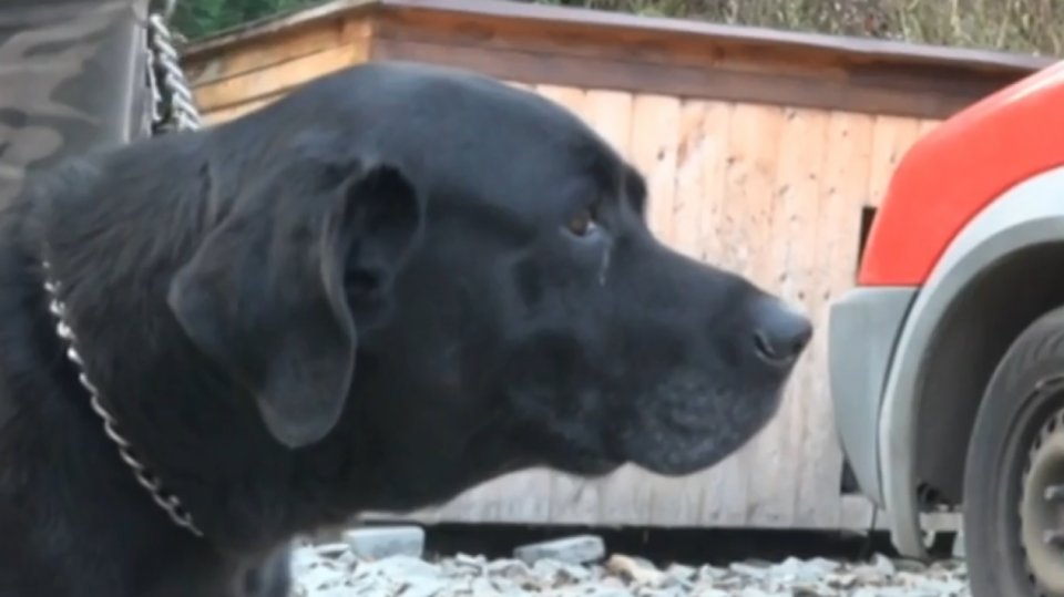 Podvyživený labrador neměl skoro žádné červené krvinky